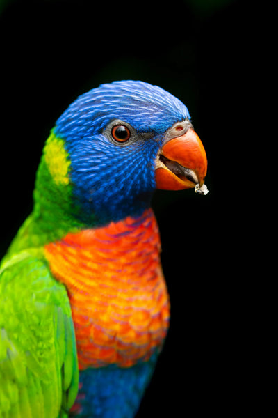 Koi Knives - Lorikeet - Lilly
